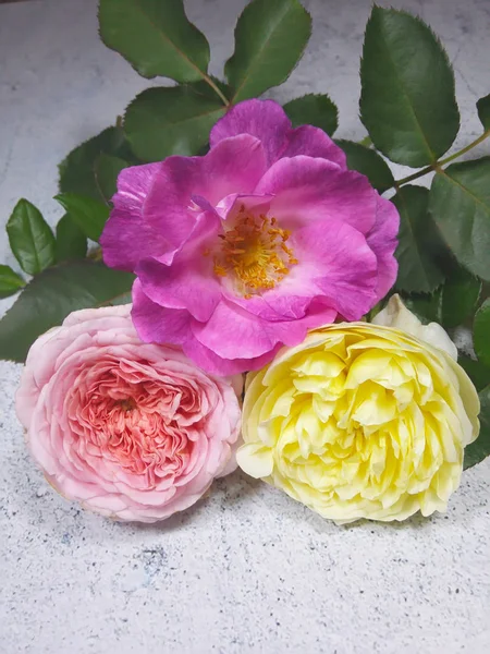 美しいバラの花背景 — ストック写真