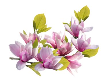 Beyaz arka planda çiçek açan Manolya Çiçeği.