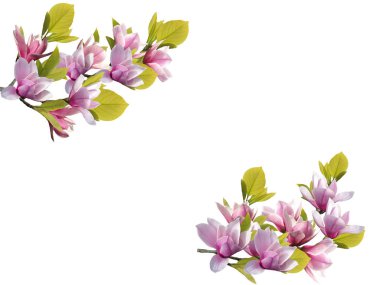 Beyaz arka planda çiçek açan Manolya Çiçeği.