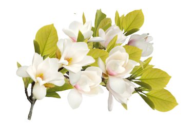 Beyaz arka plan üzerinde izole çiçek açan Manolya çiçek.