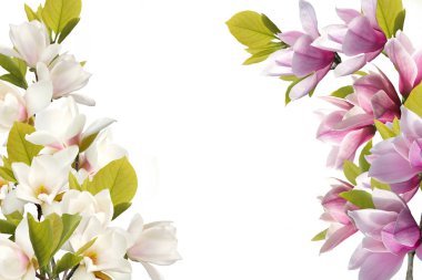 Beyaz arka plan üzerinde izole çiçek açan Manolya çiçek.