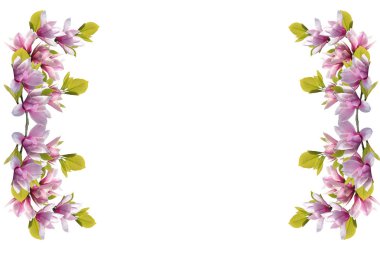 Beyaz arka plan üzerinde izole çiçek açan Manolya çiçek.