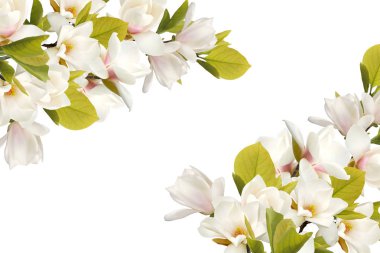 Beyaz arkaplanda izole edilmiş güzel Manolya çiçeği.