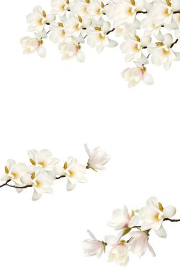 Beyaz arkaplanda izole edilmiş manolya çiçeği.