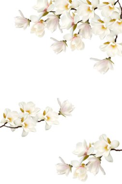 Beyaz arkaplanda izole edilmiş manolya çiçeği.