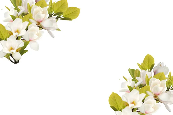 Virágzó Magnólia Virág Elszigetelt Fehér Background — Stock Fotó