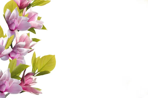 Bloeiende Magnolia Bloem Geïsoleerd Witte Achtergrond — Stockfoto
