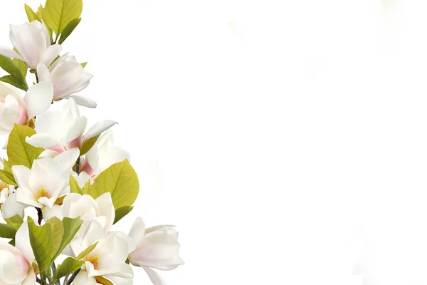 Blooming magnolia flower isolated on white background.