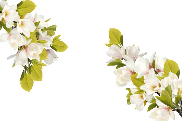 在白色背景查出的盛开的木兰花 — 图库照片