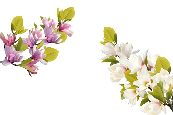 Kvetoucí Magnólie Květ Izolovaných Bílém Pozadí — Stock fotografie