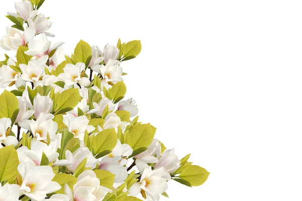 Beautiful magnolia flower isolated on white background.