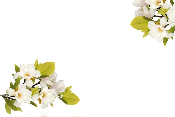 白色的百合和基督教的十字架 图库照片 C Galadon 白色的百合和基督教的十字架 图库照片 C Galadon