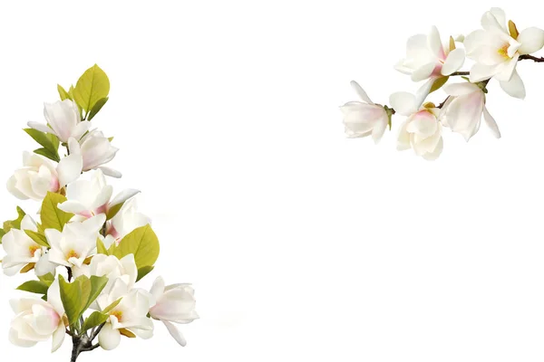 Όμορφο Λουλούδι Magnolia Απομονώνονται Λευκό Φόντο — Φωτογραφία Αρχείου