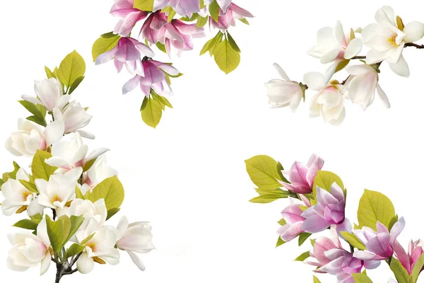 Bela Flor Magnolia Isolado Fundo Branco — Fotografia de Stock