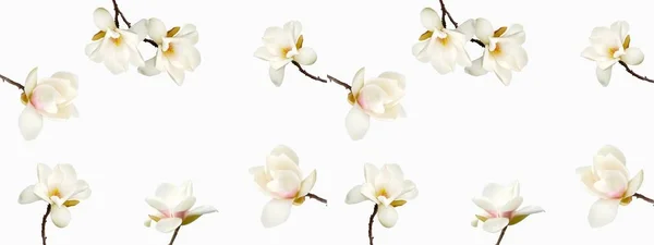 Gyönyörű Magnolia Virág Elszigetelt Fehér Háttér — Stock Fotó