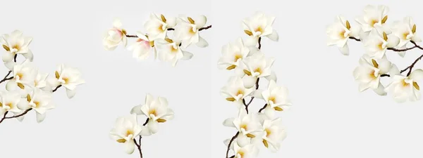Kwiat Magnolii Izolowany Białym Tle — Zdjęcie stockowe