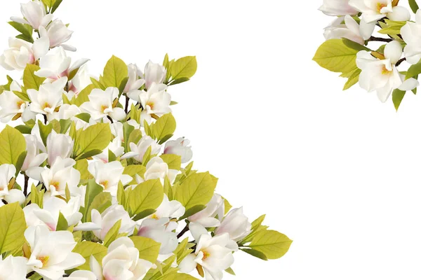 Gyönyörű Magnolia Virág Elszigetelt Fehér Háttér Stock Kép