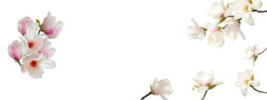 Beyaz arka plan üzerinde izole Manolya flowr.