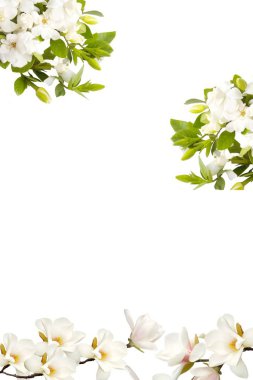 Beyaz arka plan üzerinde izole beyaz Manolya.