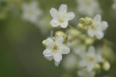 Doğada hoş beyaz çiçek.