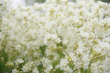 Doğada hoş beyaz çiçek.