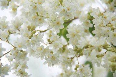 Doğada hoş beyaz çiçek.