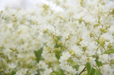 Doğada hoş beyaz çiçek.