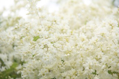 Doğada hoş beyaz çiçek.