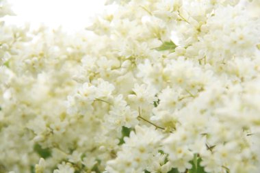 Doğada hoş beyaz çiçek.