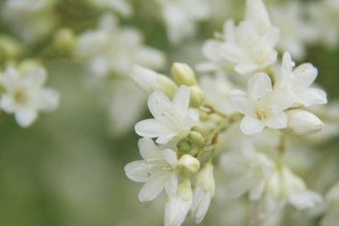 Doğada hoş beyaz çiçek.