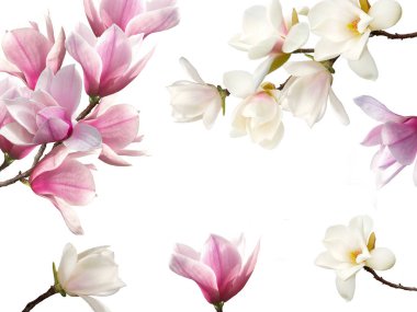 Çiçeklenme Manolya çiçek buket arka plan.