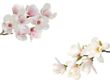 Beyaz arka plan üzerinde izole güzel çiçek açan Manolya çiçek.