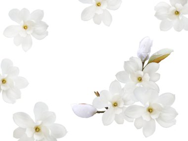 Beyaz arka plan üzerinde izole güzel çiçek açan Manolya çiçek.