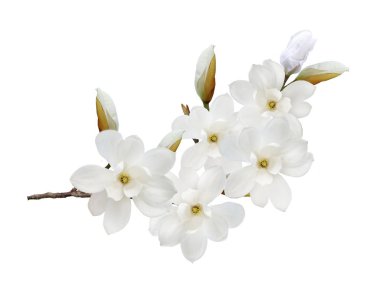 Beyaz arka plan üzerinde izole güzel çiçek açan Manolya çiçek.