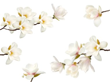 Beyaz arka plan üzerinde izole güzel çiçek açan Manolya çiçek.