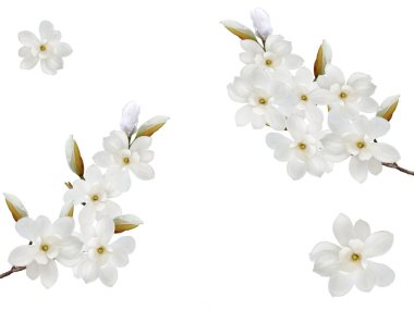 Beyaz arka plan üzerinde izole güzel çiçek açan Manolya çiçek.