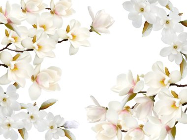 Beyaz arka plan üzerinde izole güzel çiçek açan Manolya çiçek.