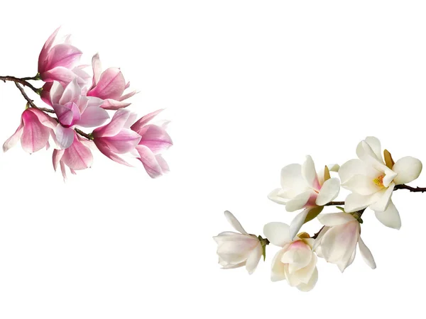 Blühende Magnolie Blumenstrauß Hintergrund — Stockfoto