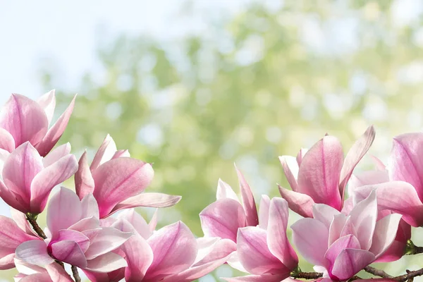 Blooming magnolia flower bouquet background.