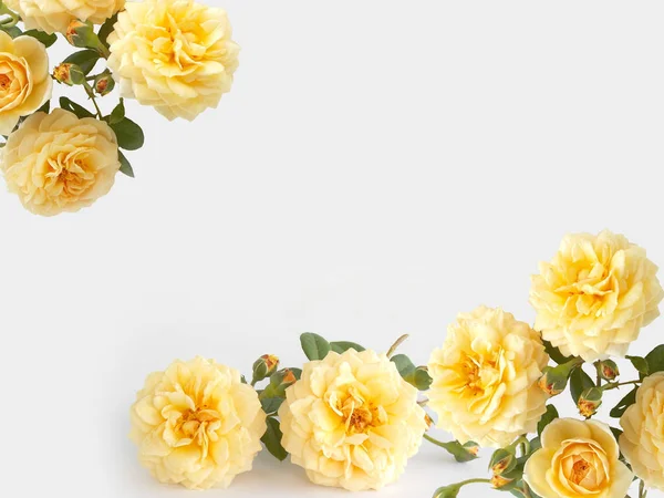 Beautiful Yellow Rose Flower Blooming Bouquet White Background — Stock Photo, Image
