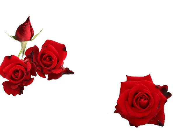 Όμορφο Ανθισμένο Κόκκινο Τριαντάφυλλο Λουλούδι Για Βαλεντίνος — Φωτογραφία Αρχείου
