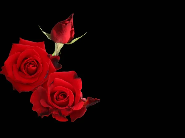 美丽绽放的红玫瑰花为情人节 — 图库照片