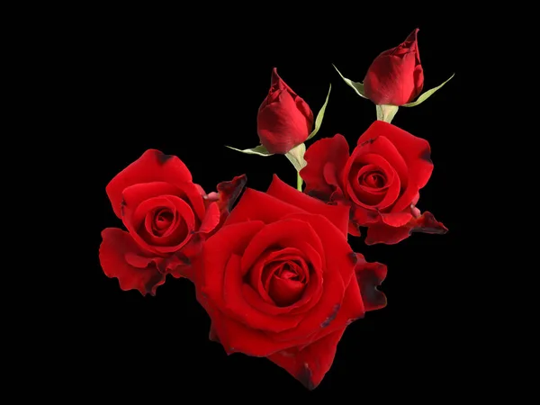 Vacker Blommande Röd Ros Blomma För Valentine — Stockfoto