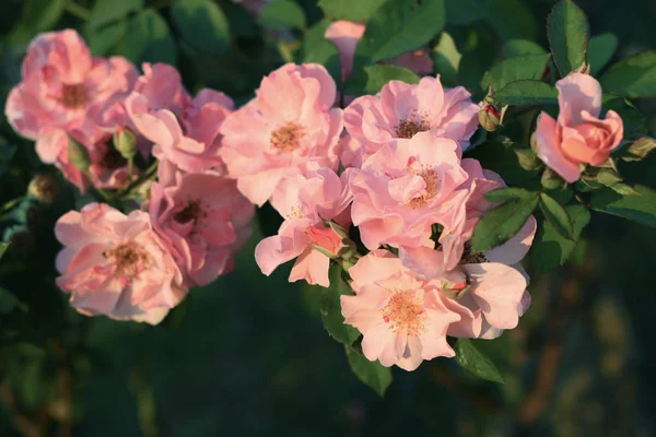 Bellissimo Fiore Rosa Rosa — Foto Stock