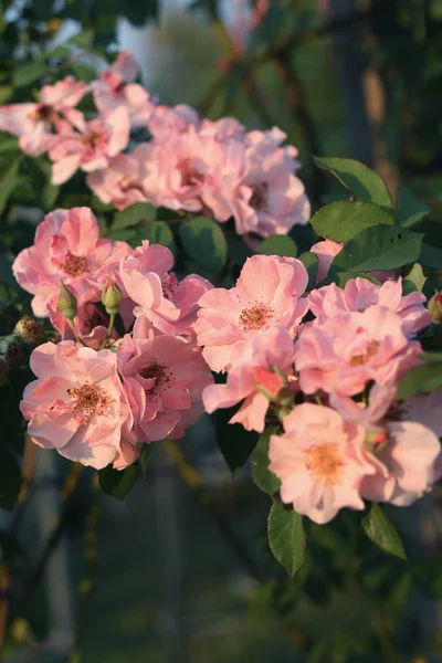 Hermosa Rosa Rosa Flor — Foto de Stock