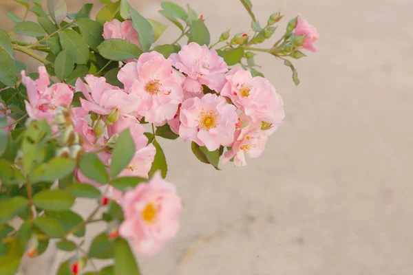 Bellissimo Fiore Rosa Rosa — Foto Stock