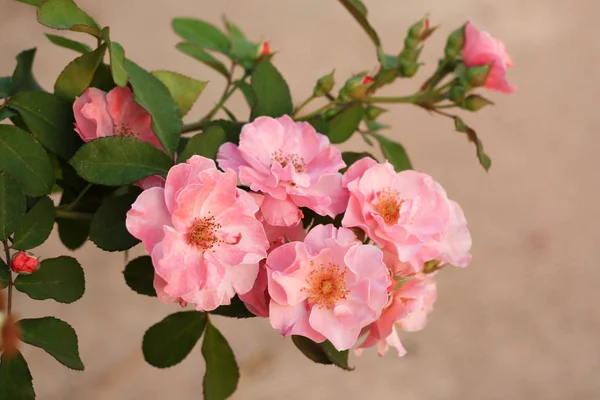 Hermosa Rosa Rosa Flor — Foto de Stock