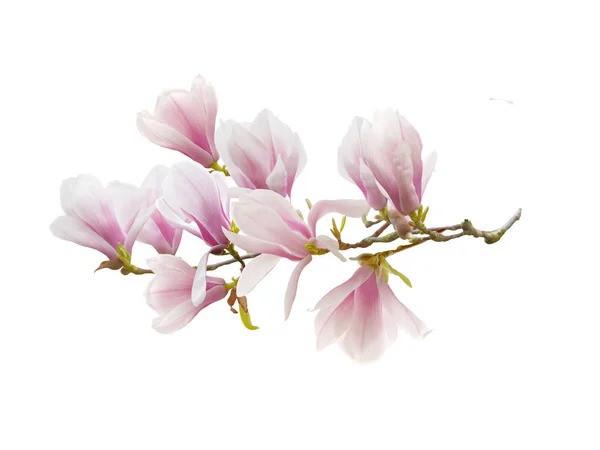 Magnolia flower isolated on white background.