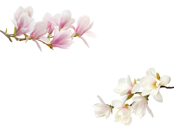 Magnolienblüte Isoliert Auf Weißem Hintergrund — Stockfoto