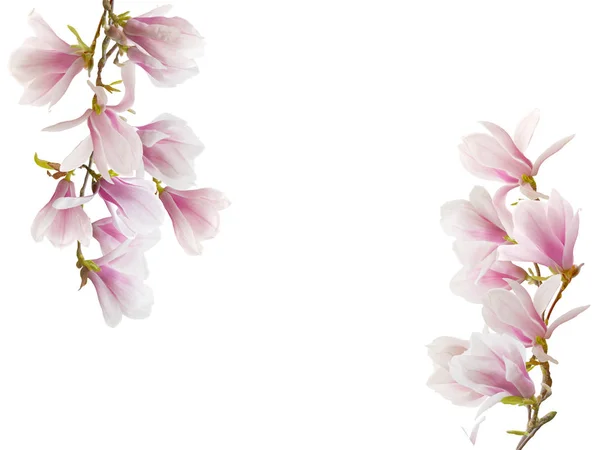 被白色背景隔离的木兰花 — 图库照片